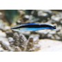 LABROIDES DIMIDIATUS