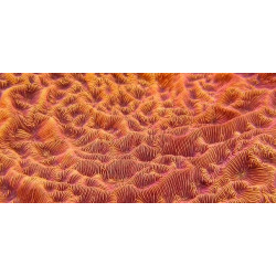 LEPTOSERIS ORANGE FRAG