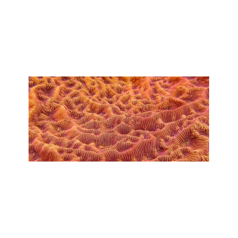 LEPTOSERIS ORANGE FRAG