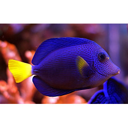 ZEBRASOMA XANTHURUM SM