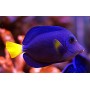 ZEBRASOMA XANTHURUM TALLA L