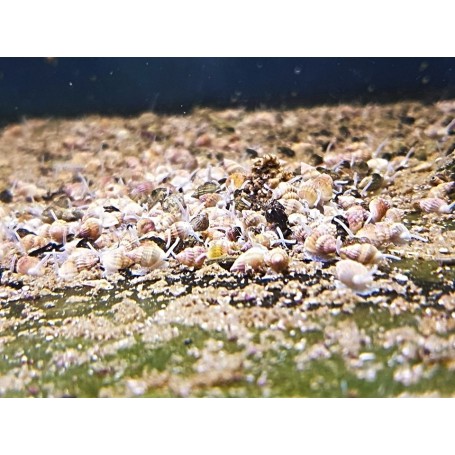 NASSARIUS SP MINI