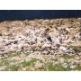 NASSARIUS SP MINI