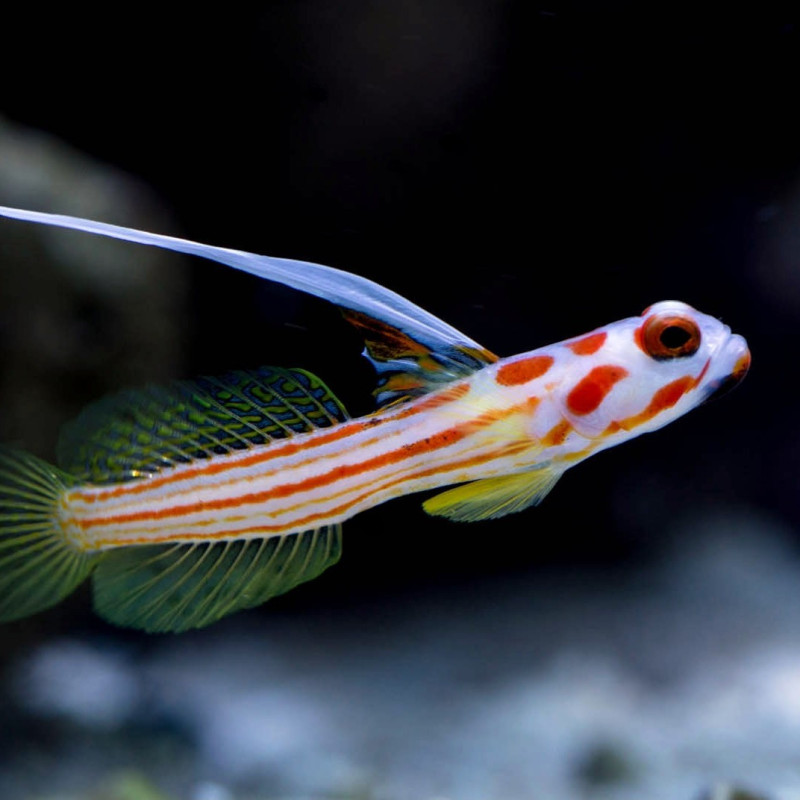 STENOGOBIUS YASHA