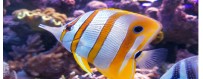 PECES