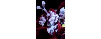 INVERTEBRADOS