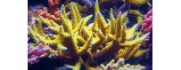 ACUARIO MARINO